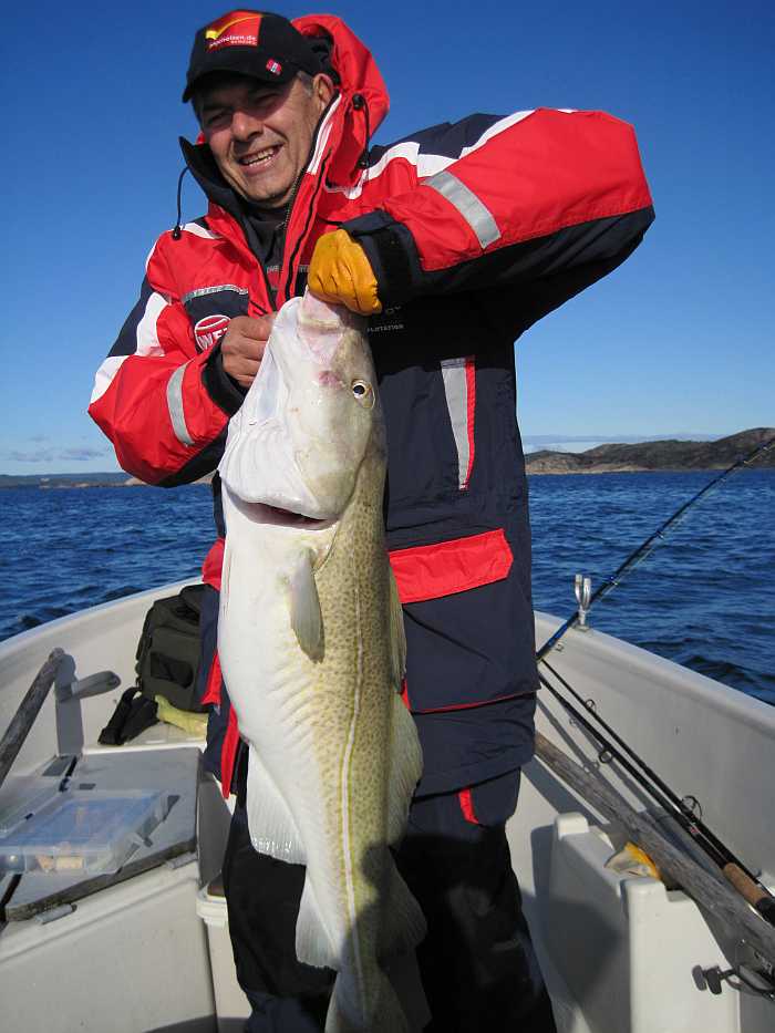Die größten Dorsche werden erfahrungsgemäß eher zu Beginn der Angelsaison gefangen.